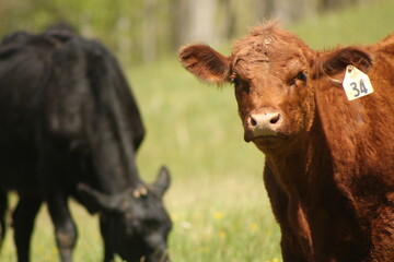 Vacas pastando en el campo