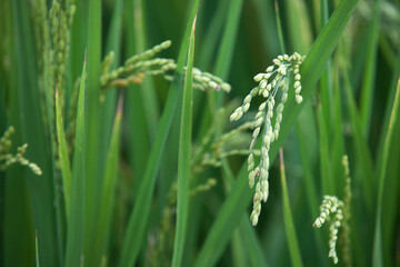 The rice that has just taken out the ears of rice and started filling