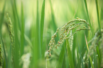 Close-up shot of rice ears being filled in the rice field