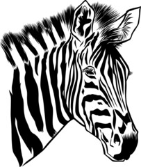 zebra head vector