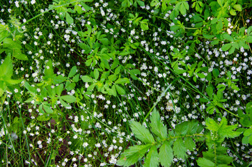 Fototapeta na wymiar Small white flowers in a forest in the grass