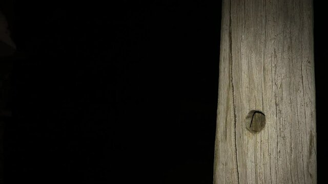 southern flying squirrel at nest cavity at night