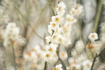 plum tree