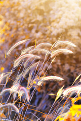 Pampas grasses with the rim light  blowing in the wind on the warm tone look like the golden on...