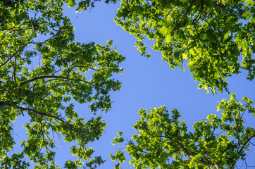 Frame from green leaves on a celestial background