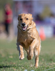 Golden Retriever chasing a lure line at an event