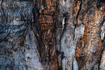 Colorful wood texture