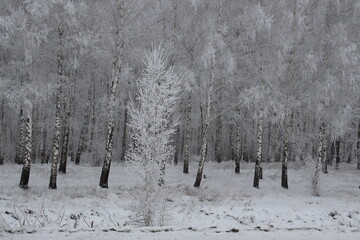 Snow covered birches december