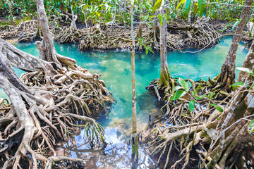 Tropical tree roots or Tha pom mangrove in swamp forest and flow water.