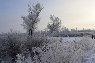 snow covered trees