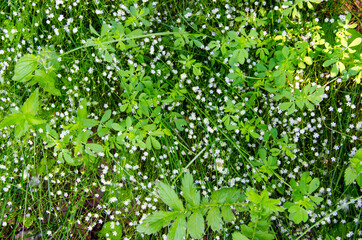 Small white flowers in a forest in the grass