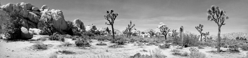 Joshua trees in the desert