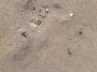 Hermit crab on a sandy beach