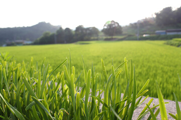 long leaf in countryside