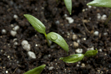 Young plant in the soil