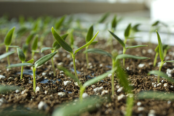 Young plant in the soil
