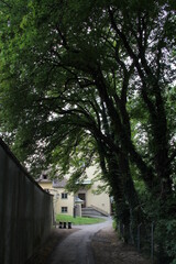 old trees in the park