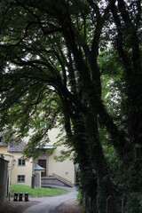 Fototapeta na wymiar old trees in the park