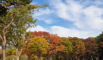 Naklejka premium 청명한 가을하늘을 배경으로 울긋불긋하게 단풍이 든 나무들