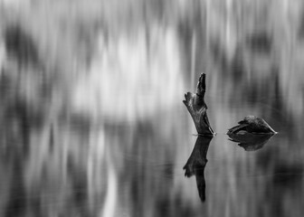 Black and White of Branch Emerging From Water