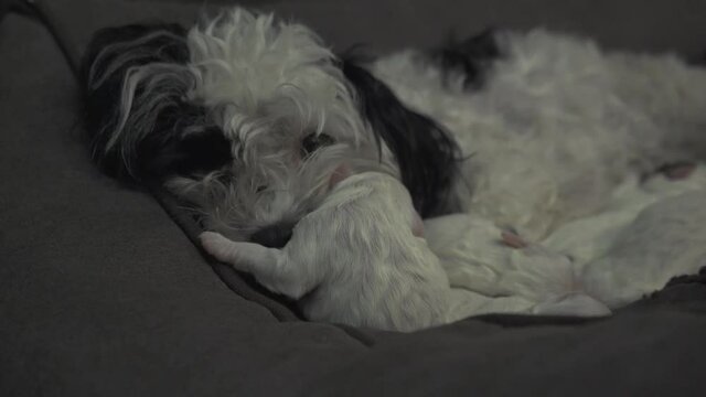 baby puppies sleeping and mom dog is relaxing