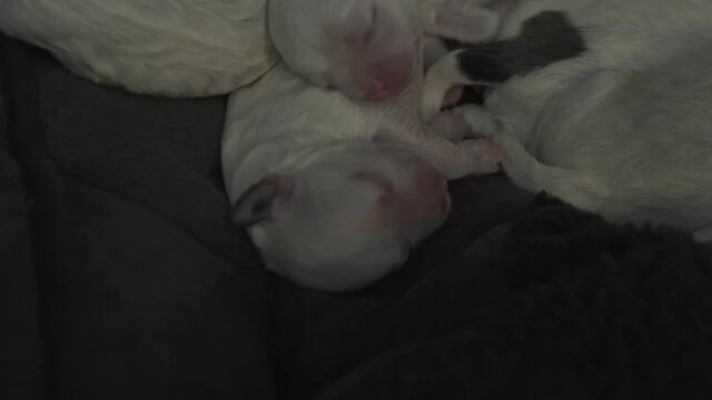 baby puppies sleeping with their mum