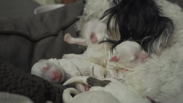 mommy dog cleaning her just born babies