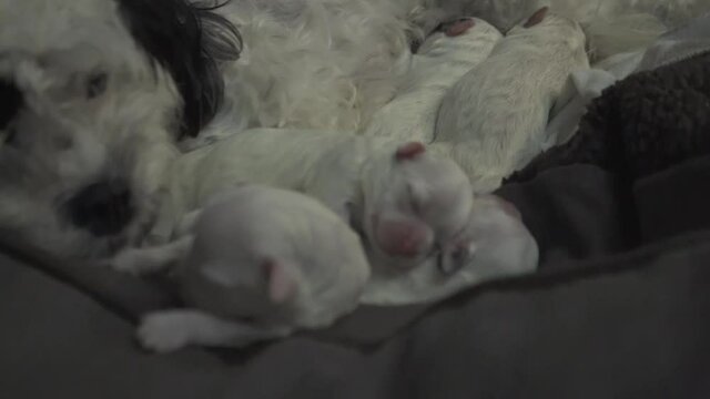 Mocha just had her babies