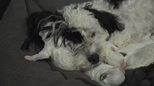My lovely gorgeous dog just had babies