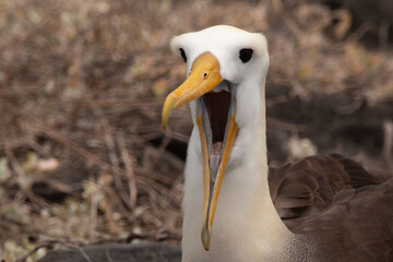 Talking Albatross