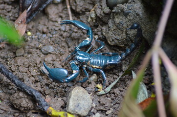 Blue scorpion