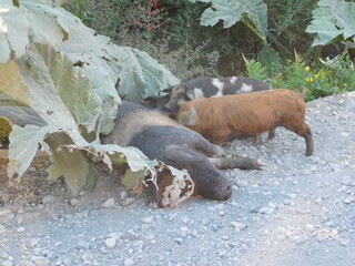 carretera austral