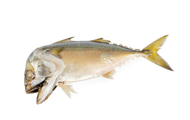 Steamed mackerel fish isolated on white background