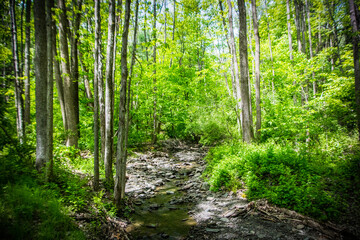 Fototapeta premium Stream in a forest grove