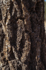 bark of a tree texture