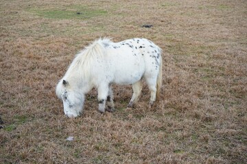 Naklejka na ściany i meble white horse grazing in a field