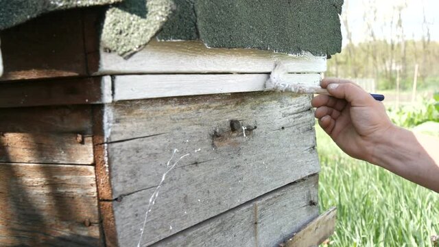 Spring preparation of a bee hive for the summer. Male beekeeper using special white paint and brush to paint wooden boards.