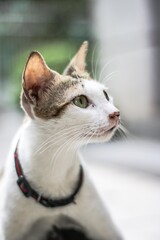 The cat is staring intently close up