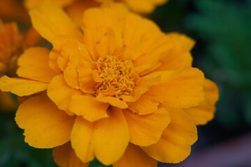 beautiful yellow flower bloomed in spring of tagete or marigold