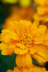 detail plane of tagete or marigold yellow flower