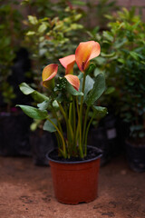 blooming calla lily inside a flower pot