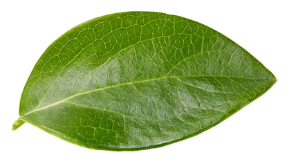 Obraz na płótnie Canvas Leaf almond, pistachio, peanuts with clipping