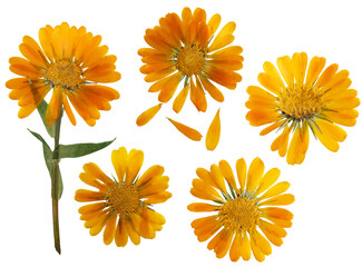 Pressed and dried delicate flower of calendula officinalis (marigold). Isolated on white...