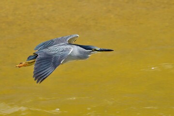 きれいな黄色の川面をバックに飛ぶササゴイ