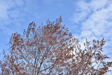 Beautiful nature blue sky with clouds and trees.