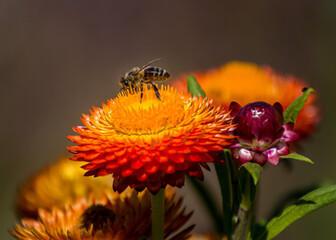 A honey bee on a yellow and orange strawflower. A bud of a strawflower is on the right.