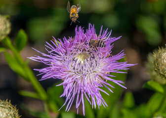 A Honey Bee is on a white and purple Plectocephalus flower blossom that is part of the Daisy family