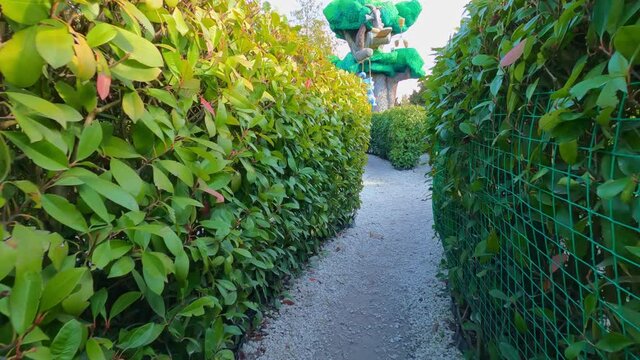 garden green maze of hedges. entertainment and walks in the Park. 