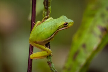A Green Tree Frog (Hyla cinerea). Raleigh, North Carolina.