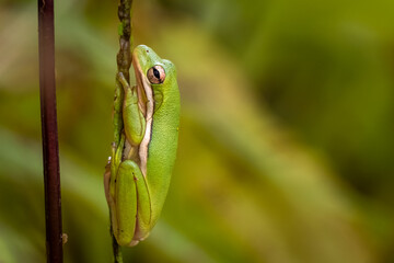 A Green Tree Frog (Hyla cinerea) with copy space. Raleigh, North Carolina.